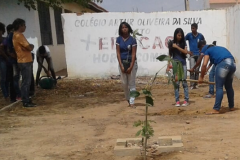  Arborizações movimentam escolas