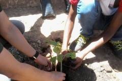 Atividades de arborização movimenta escolas