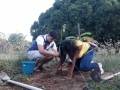 Arborização cultivou 14 mudas em bairro de Juazeiro. Ação foi concluída com assinatura de termo de compromisso.