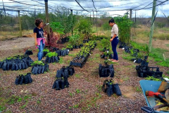 COLEÇÃO DE EXSICATAS PARA O HERBÁRIO DO PEV