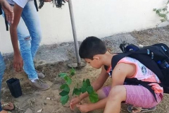 COMUNIDADES DO VALE DO SÃO FRANCISCO PARTICIPAM DE ARBORIZAÇÃO
