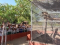 Visita tecnica ao Parque Zoobotanico - Escola Municipal Sao Domingos Savio - Petrolina-PE - 02.12.15(3)