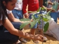 Atividades de Arborização. Escola Manoel Marque de Sousa. Juazeiro-BA. 30-09-2016
