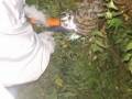 PEV colabora com captura e traslado de abelhas. Petrolina,PE (09/11)