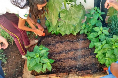 PLANTIO DE HORTA ENVOLVE ESTUDANTES DO PIAUÍ E BAHIA
