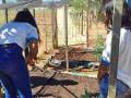 Atividade Horta Agroecológica. Escola Newton Juazeiro. Juazeiro-BA.  06/07/2019-30/05/2019