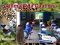 Preservação da biodiversidade da fauna da Caatinga