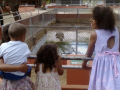 Visitas sensibilizam para preservação de animais da Caatinga